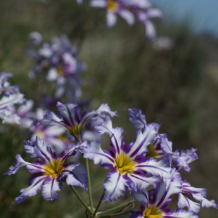 Leucocoryne vittata